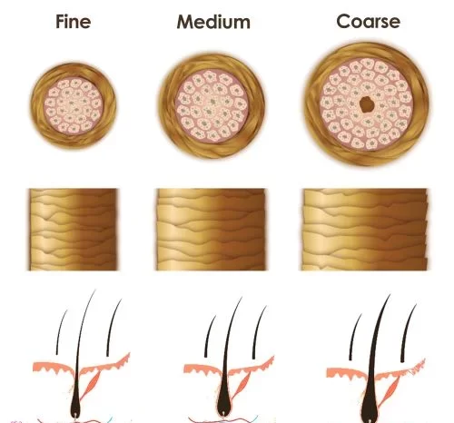 Human Hair Diameter