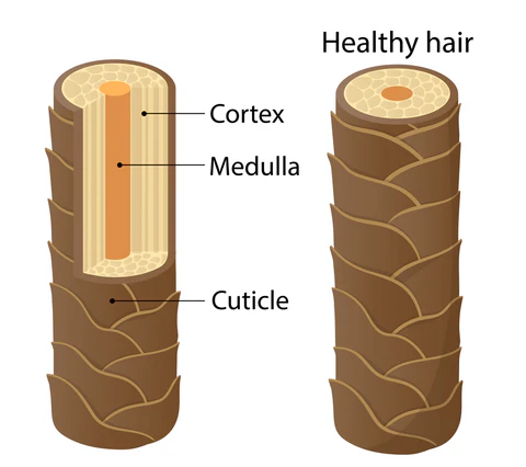 Main Components of Human Hair